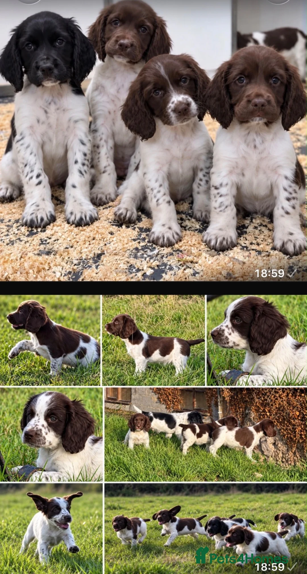 English Springer Spaniel dogs for sale: Stunning KC Reg springer spaniels in South Molton - Advert 11