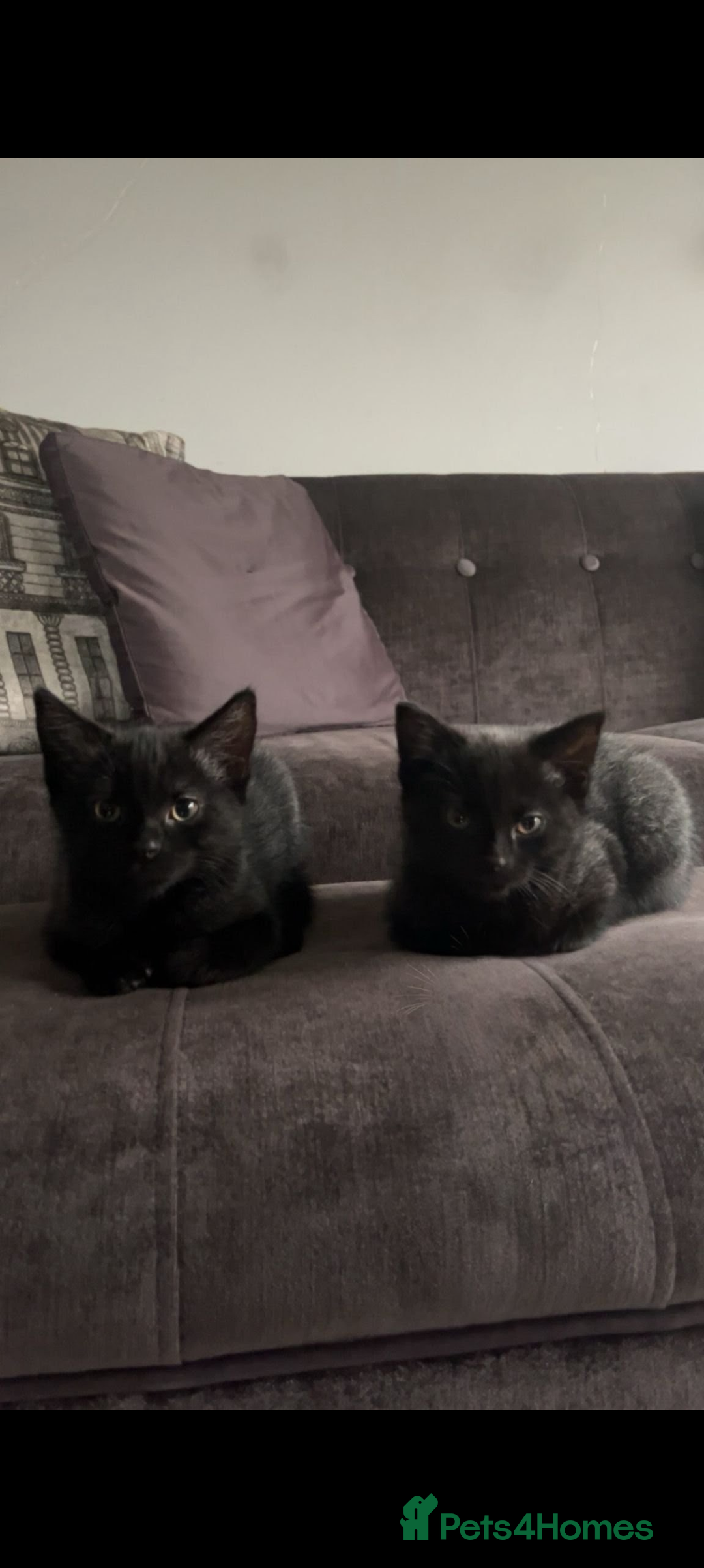 Mixed Breed cats for sale: British longhair X mixed breed  - Advert 2