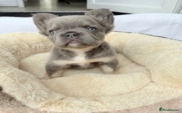 French Bulldog dogs for sale: Visual fluffy ** French bulldog puppies - Image 12