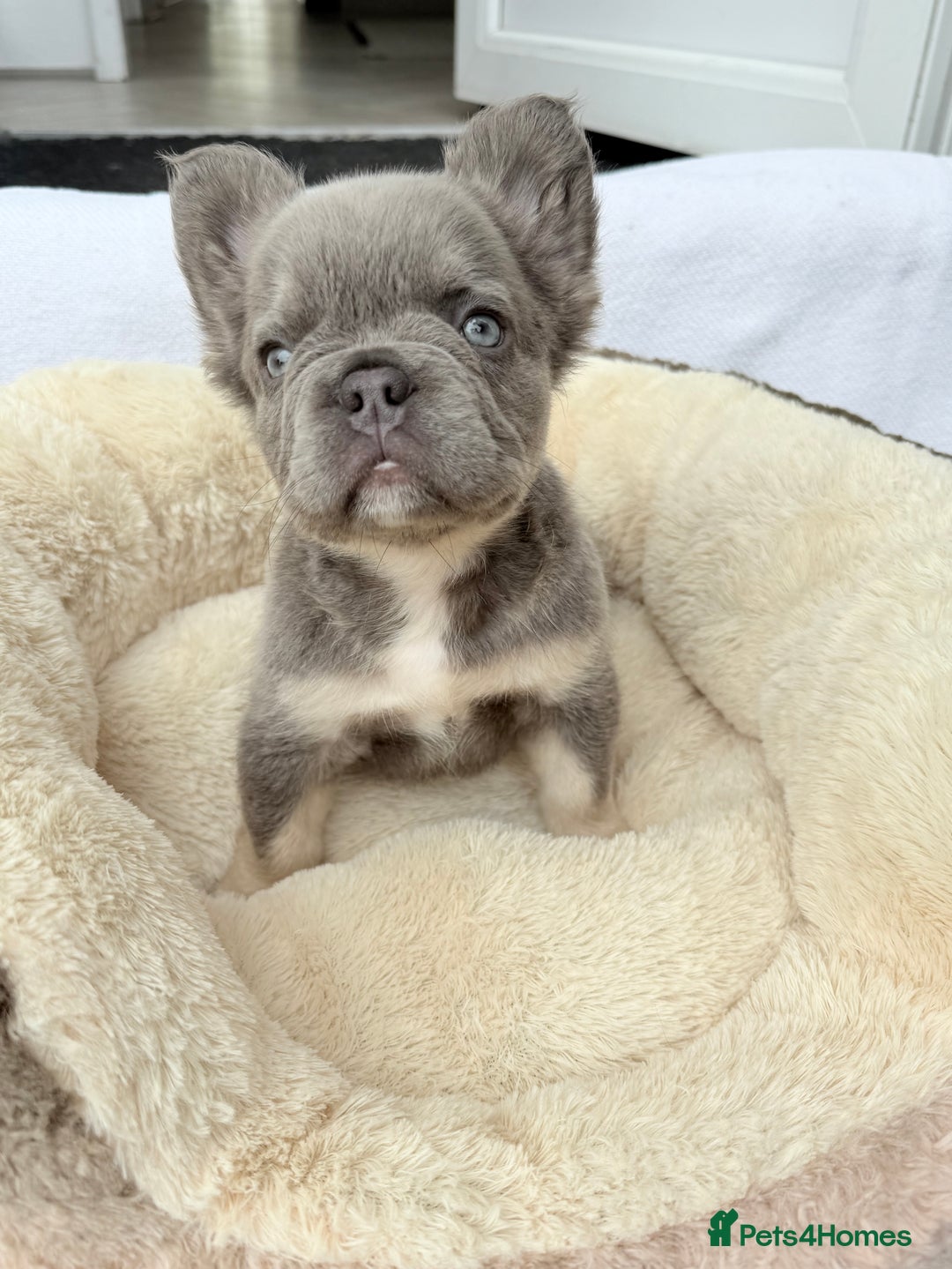 French Bulldog dogs for sale: Visual fluffy ** French bulldog puppies - Image 12
