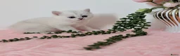 British Shorthair cats for sale: 😻TICA British Shorthair kittens 😻 - Advert 36