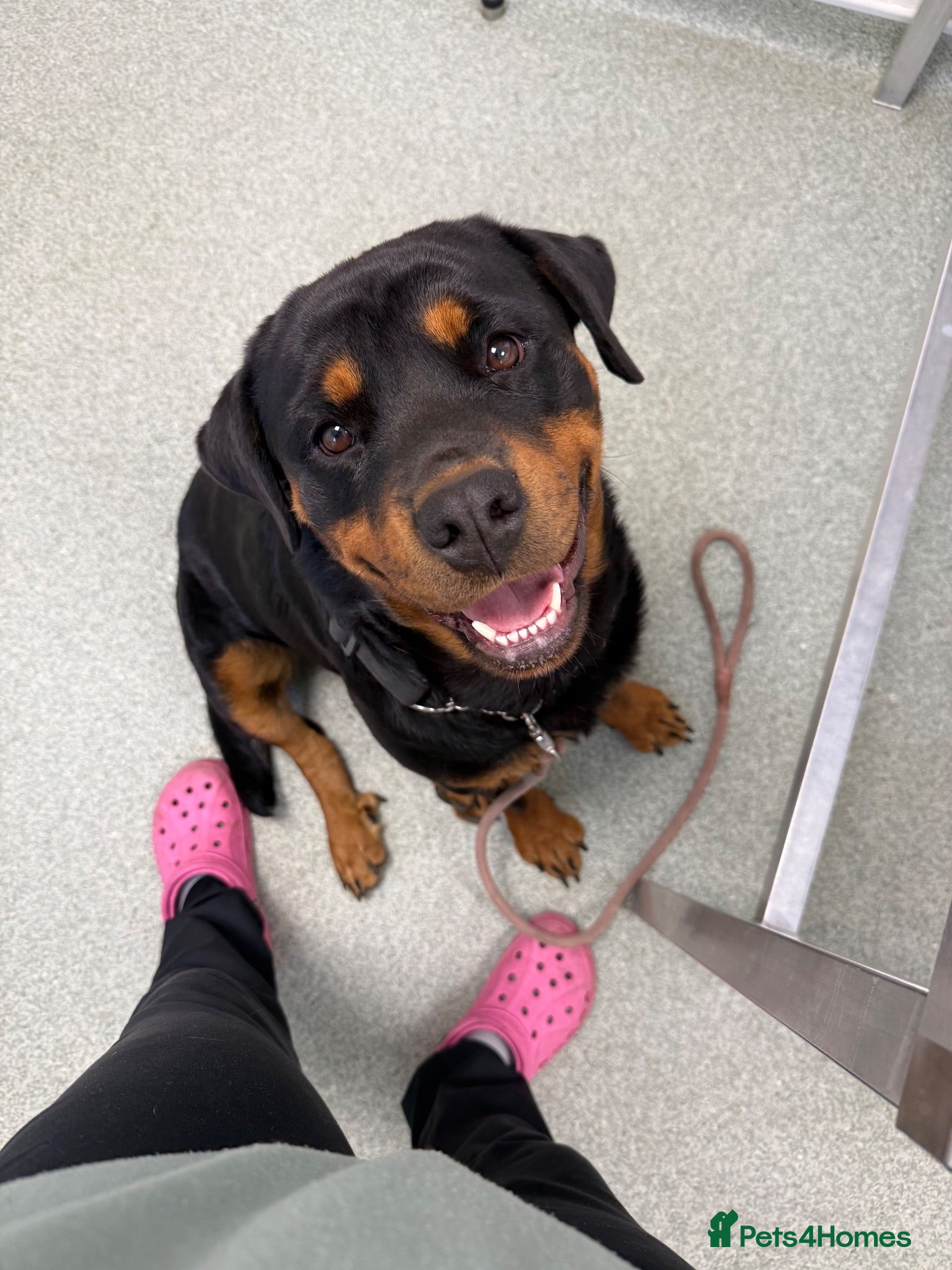 Rottweiler dogs Lovely Bubbly Rottie for sale  - Advert 1