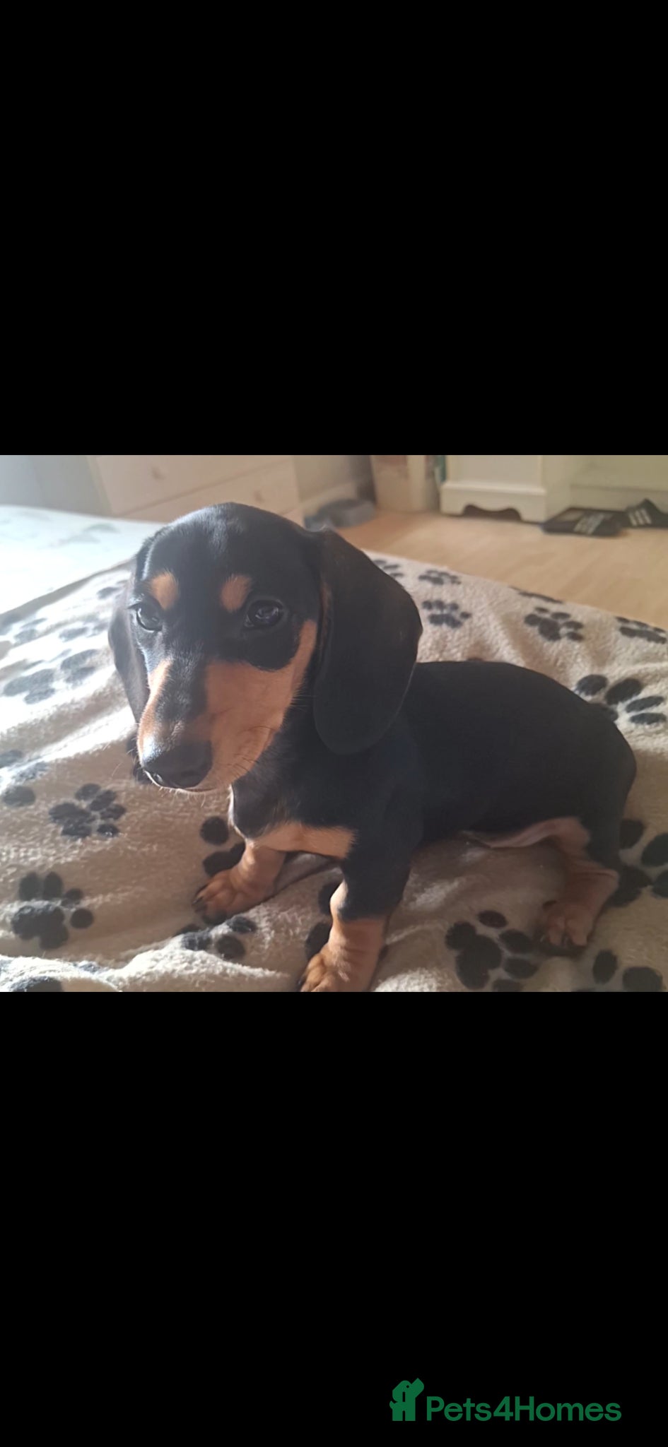 Dachshund dogs Black and tan female available  - Advert 5