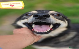 Mixed Breed dogs for adoption: 💖🐶 MARGOSHA 🐶💖 - Image 1