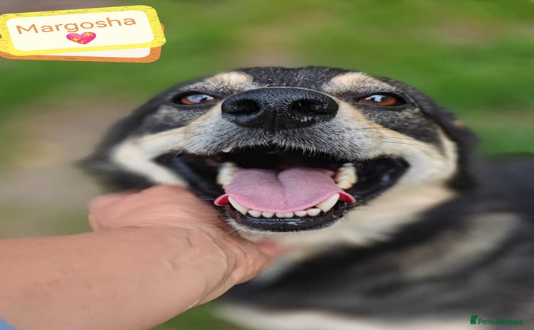 Mixed Breed dogs - Advert 1