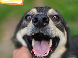 Mixed Breed dogs - Advert 30