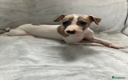 Whippet dogs for sale: Kc reg whippets  - Image 7