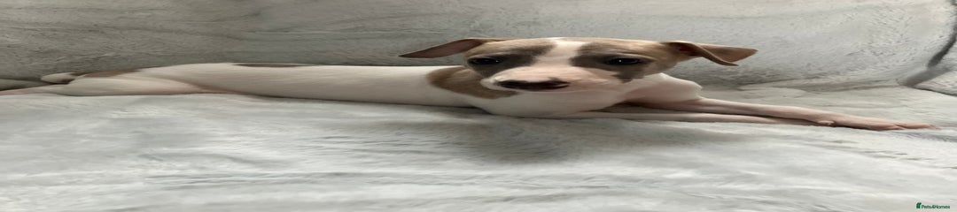 Whippet Puppy 7