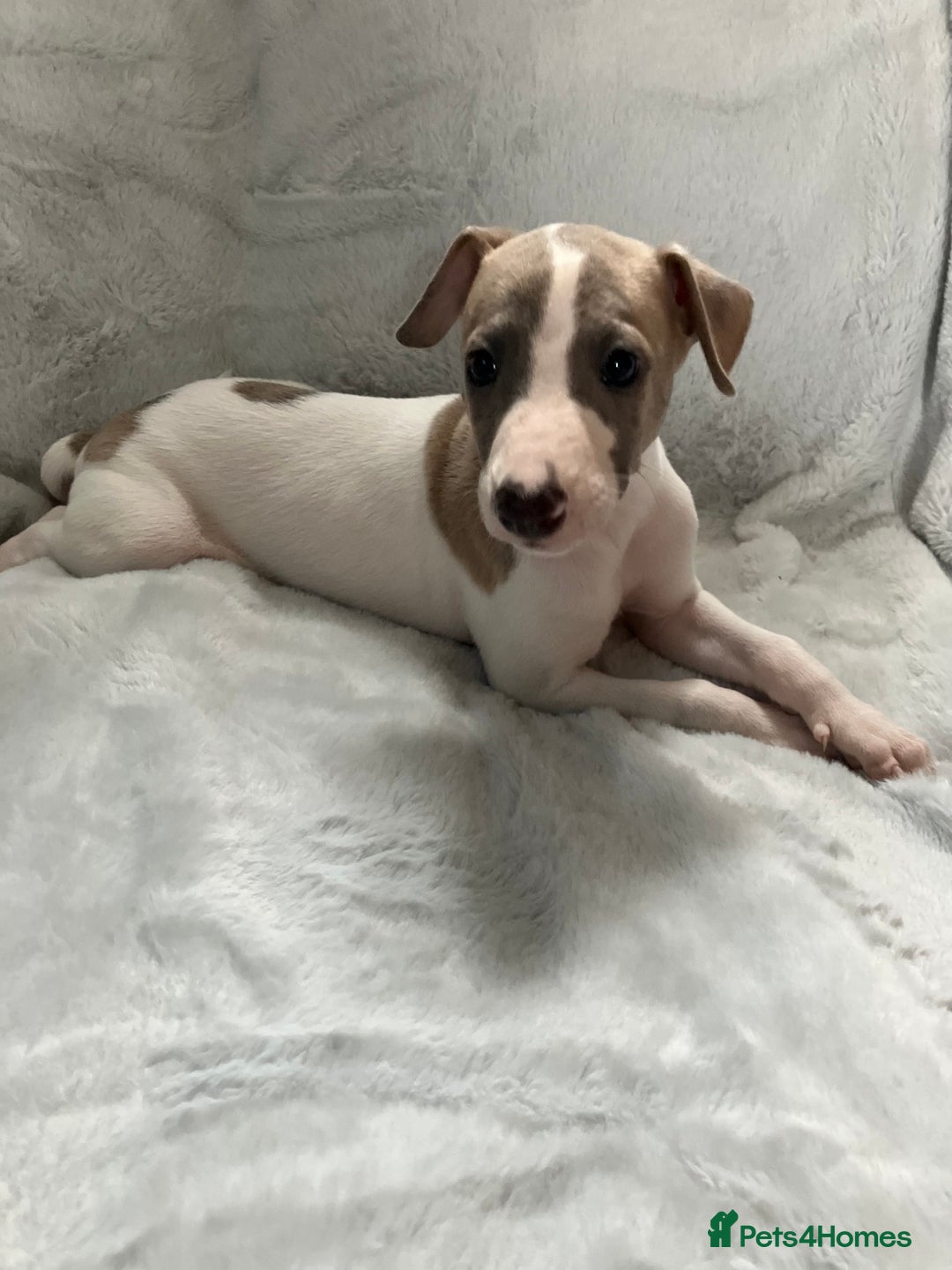 Whippet dogs for sale: Kc reg whippets  - Image 7
