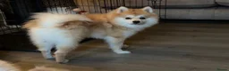 Pomeranian dogs for sale: Pomeranian for sale - Advert 2