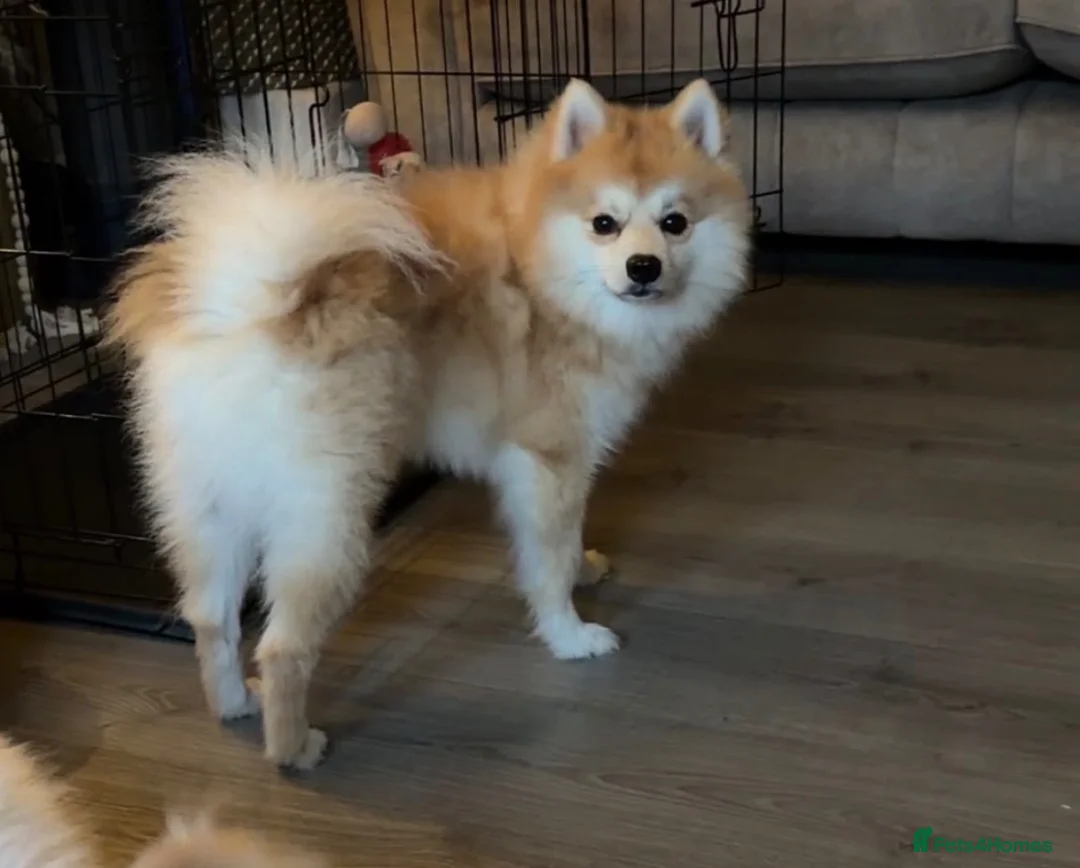 Pomeranian dogs for sale: Pomeranian for sale - Advert 2