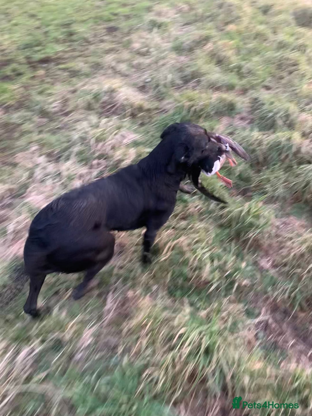 Labrador Retriever dogs for sale: Beautiful black lab for rehoming - Advert 13