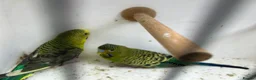 Budgerigars birds for sale: Black face with black wing split bf/bw pair  - Advert 12