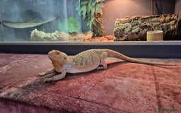Dragon reptiles for sale: Bearded Dragon Lizard - Image 1