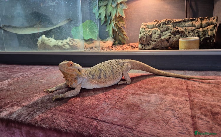 Dragon reptiles - Advert 1