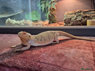 Dragon reptiles - Advert 2