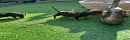 Dachshund dogs for sale: 4 beautiful boys  - Advert 13