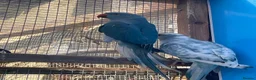 Ringnecks birds for sale: Indian Ringneck - Advert 8