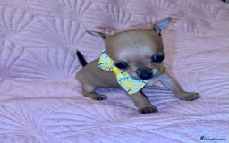 Chihuahua dogs for sale: Chihuahua pup  - Image 5
