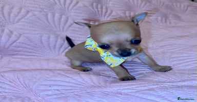 Chihuahua dogs - Advert 6