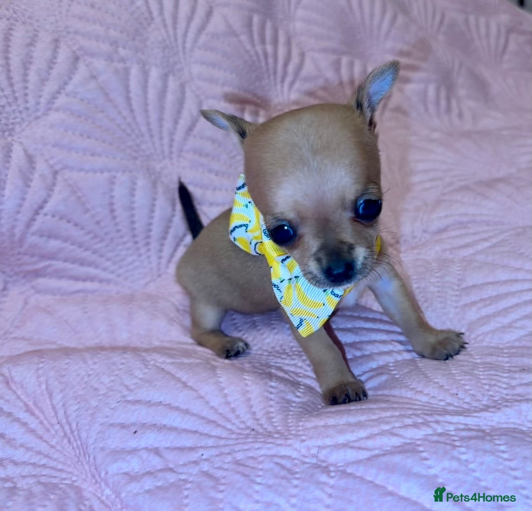 Chihuahua dogs for sale: Chihuahua pup  - Image 5
