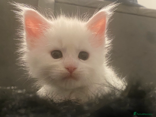 Maine Coon cats Beautiful GCCF Maine Coons - Advert 1