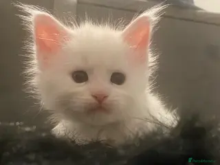 Maine Coon cats Beautiful GCCF Maine Coons - Advert 5