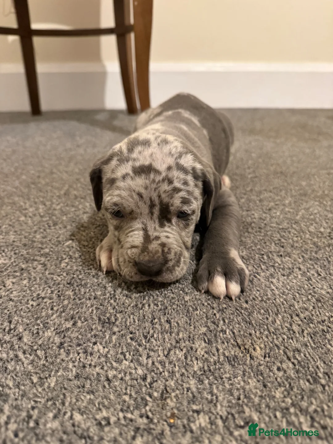 Cane Corso dogs for sale: Cane Corso in Scunthorpe - Advert 2