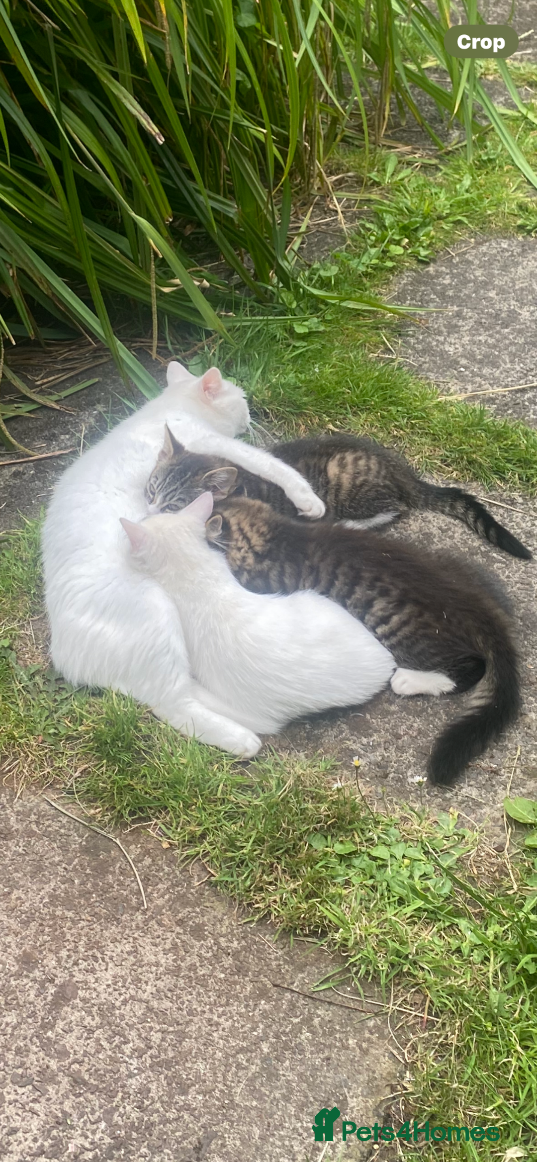 Bengal cats for sale: Tabby stripy Bengal cross  - Image 11