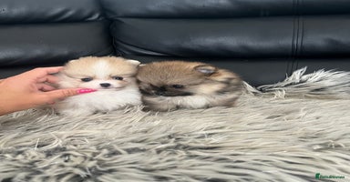 Pomeranian dogs - Advert 9