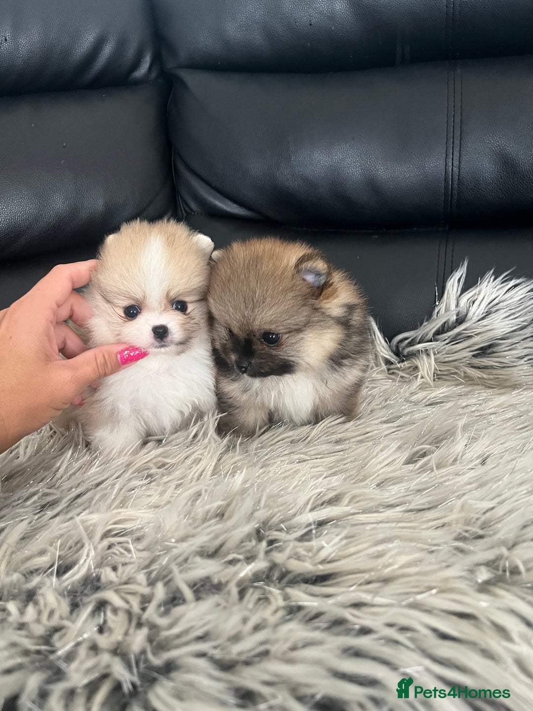 Pomeranian dogs for sale: 🐻Stunning 🤩 Champion Line🏅Teddy Face 🧸 - Image 3