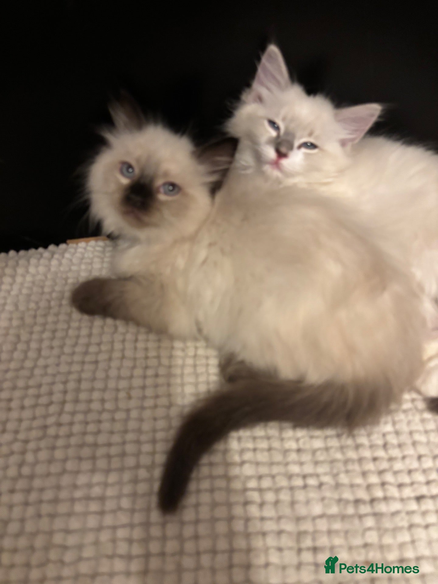 Ragdoll cats Crisp white lilac tones ragdoll stunning boy - Advert 4
