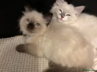 Ragdoll cats Crisp white lilac tones ragdoll stunning boy - Advert 4