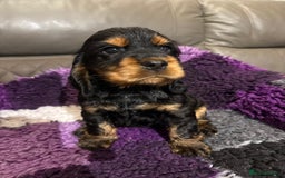 Cocker Spaniel dogs for sale: Beautiful black & tan female available  - Image 23
