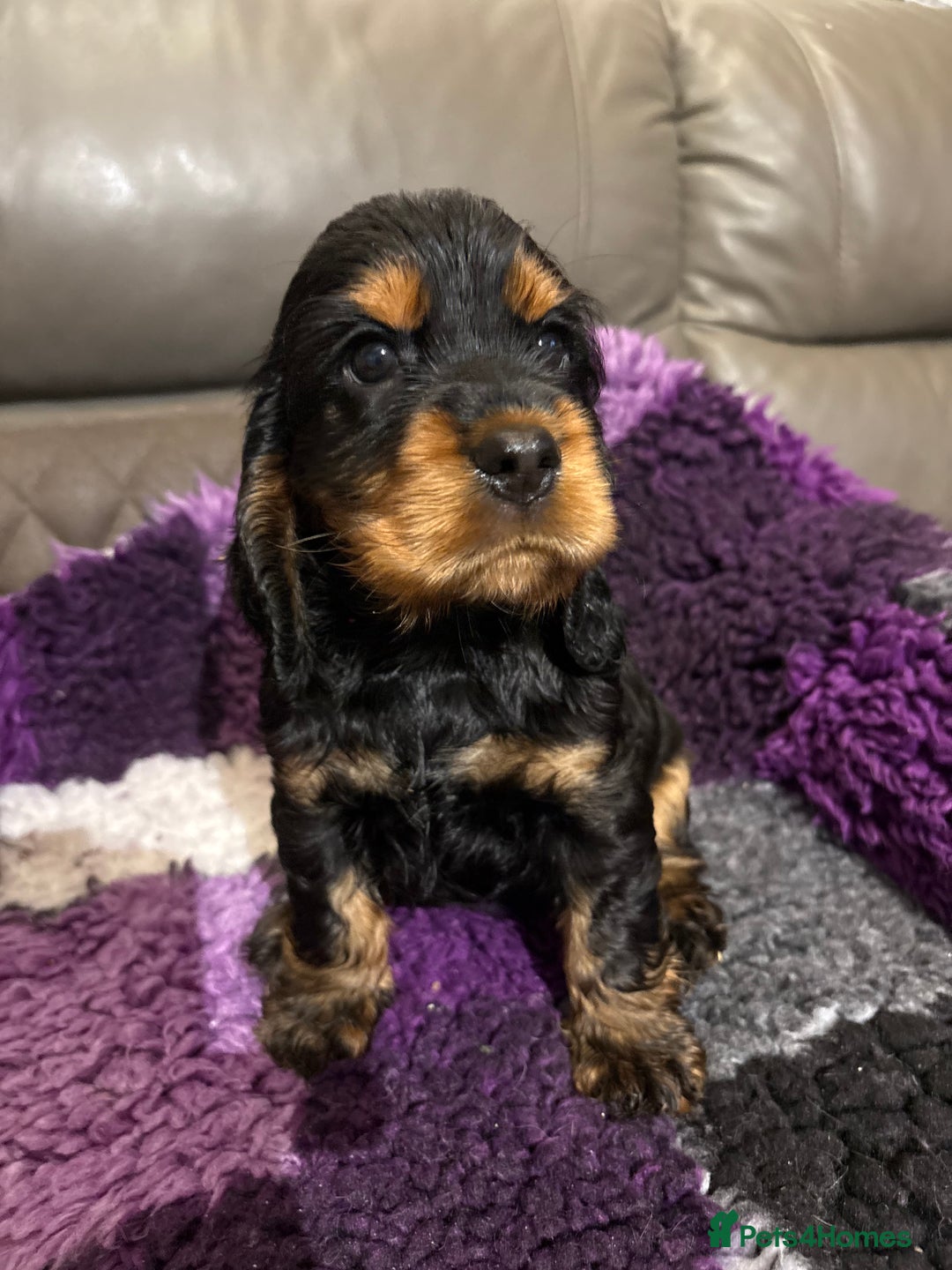 Cocker Spaniel dogs for sale: Beautiful black & tan female available  - Image 23