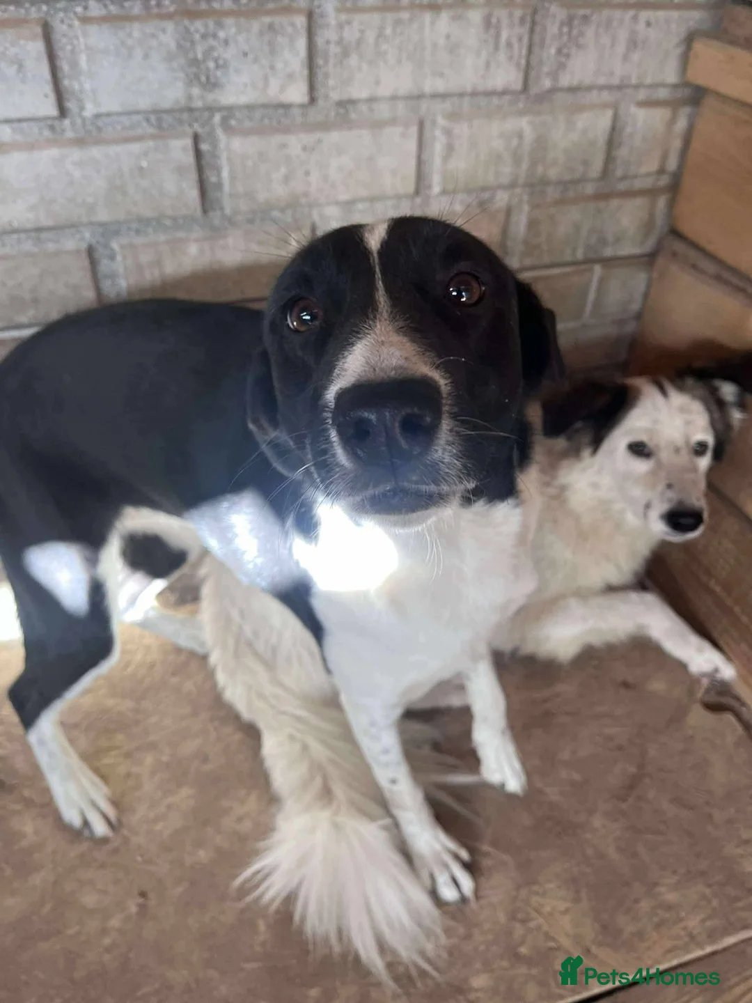 Mixed Breed dogs for adoption: Meet Coco, currently residing in Essex in Frinton-on-Sea - Advert 15