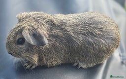 Guinea Pig rodents for sale: Gorgeous baby boy guinea pigs  - Image 2