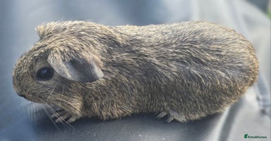 Guinea Pig rodents - Advert 3