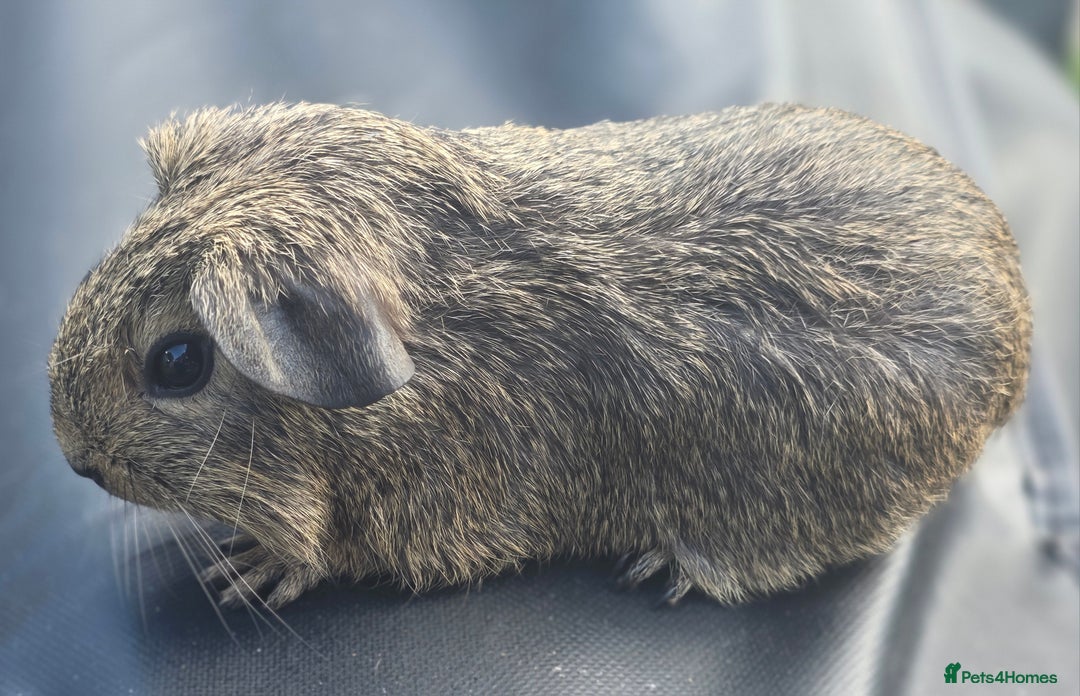 Guinea Pig rodents for sale: Gorgeous baby boy guinea pigs  - Image 2