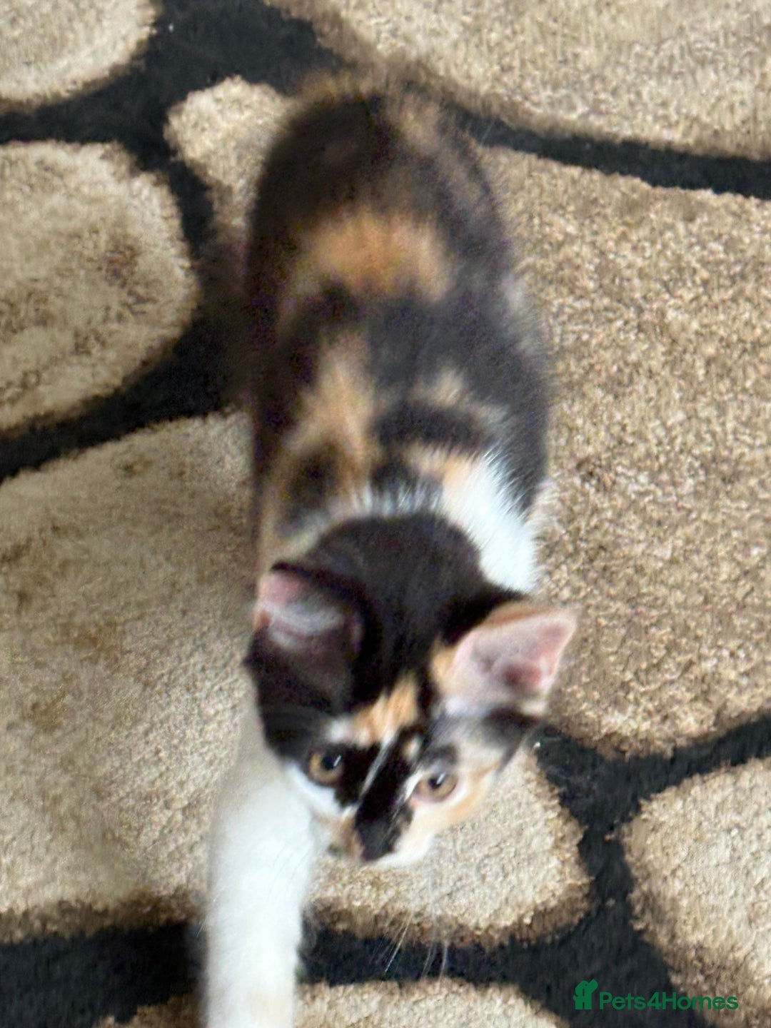 Domestic Shorthair cats for sale: Tabbies - Image 5