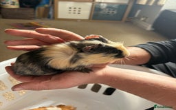 Guinea Pig rodents for sale: Male Guinea pigs for a good home  - Image 8