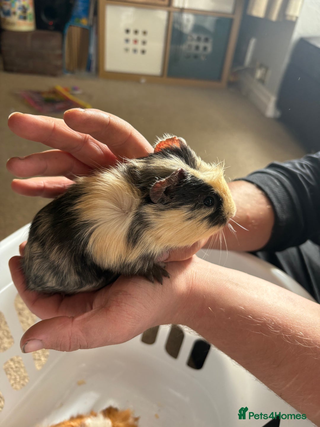 Guinea Pig rodents for sale: Male Guinea pigs for a good home  - Image 8
