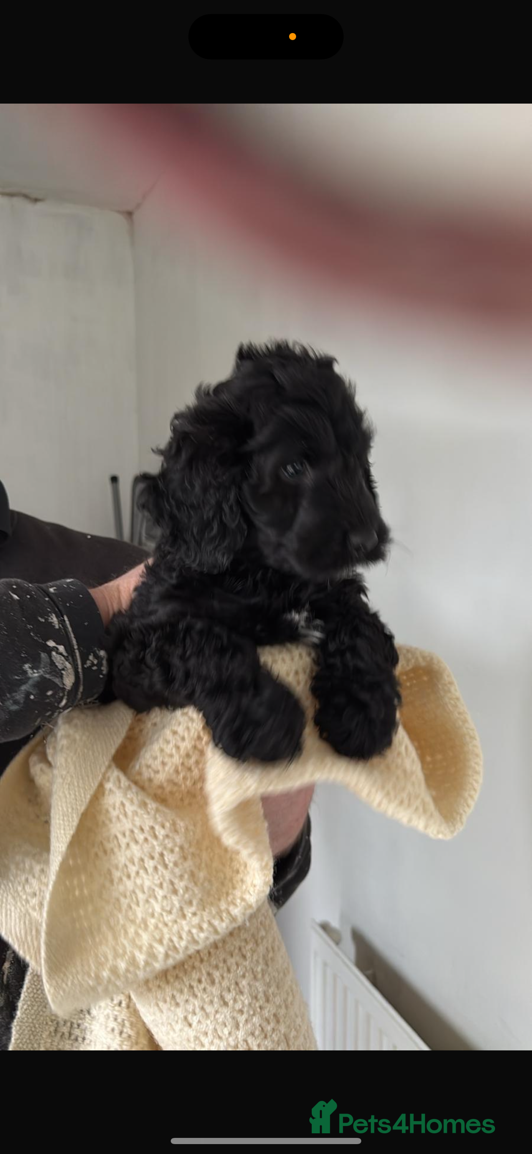 Sproodle dogs for sale: Beautiful Sproodle boy puppy - Advert 2