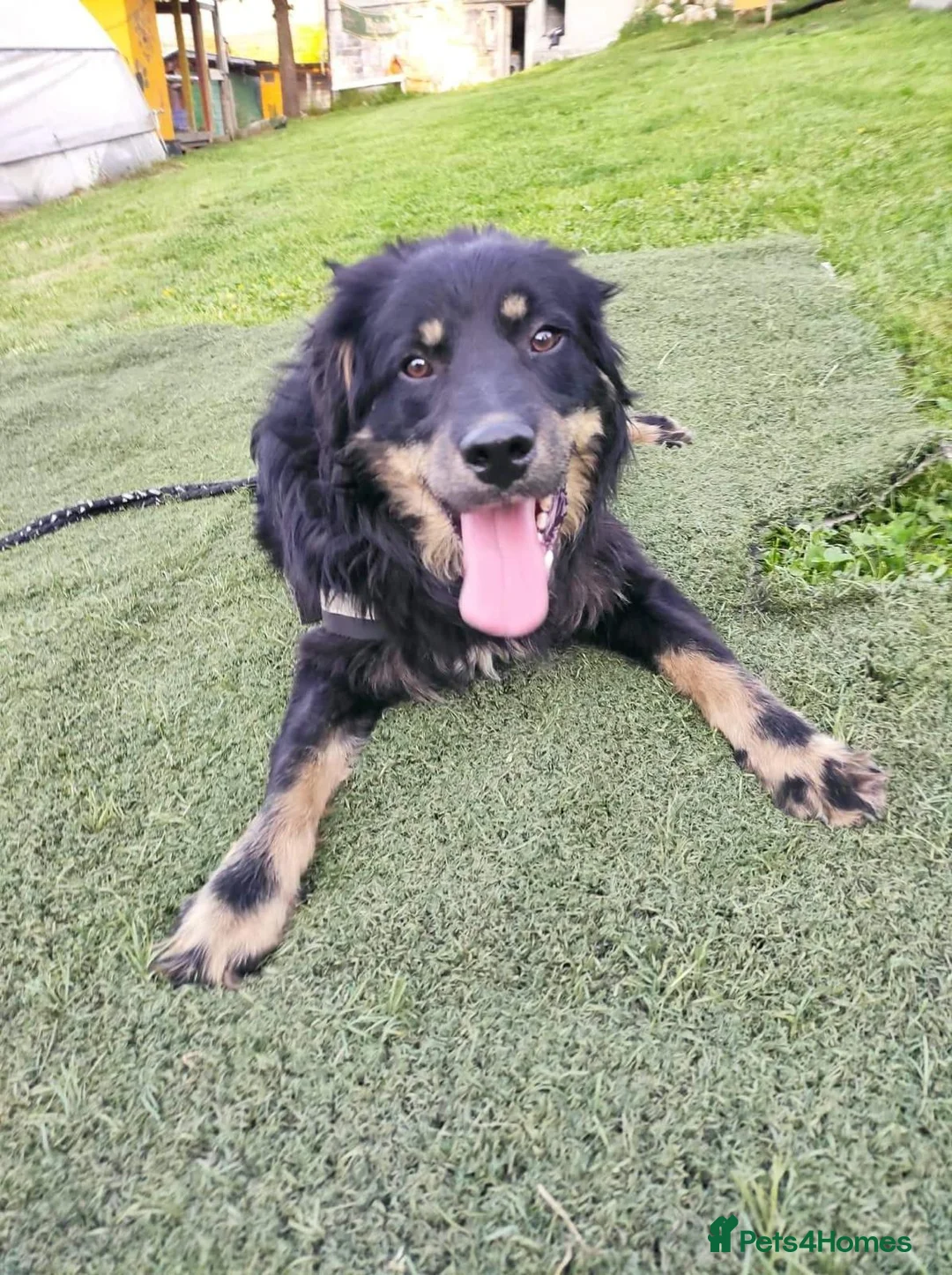 Mixed Breed dogs for adoption: Alexander - Advert 1