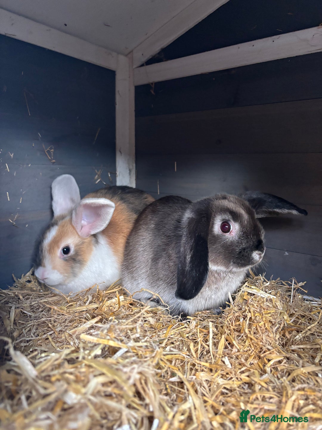 Mixed Breed rabbits for sale: **🐰 2 FEMALE RABBITS 🐰 ** - Advert 1