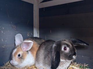 Mixed Breed rabbits **🐰 2 FEMALE RABBITS 🐰 ** - Advert 1