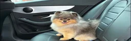 Pomeranian dogs for sale: KC micro Russian bloodlines Pomeranian puppies - Advert 14