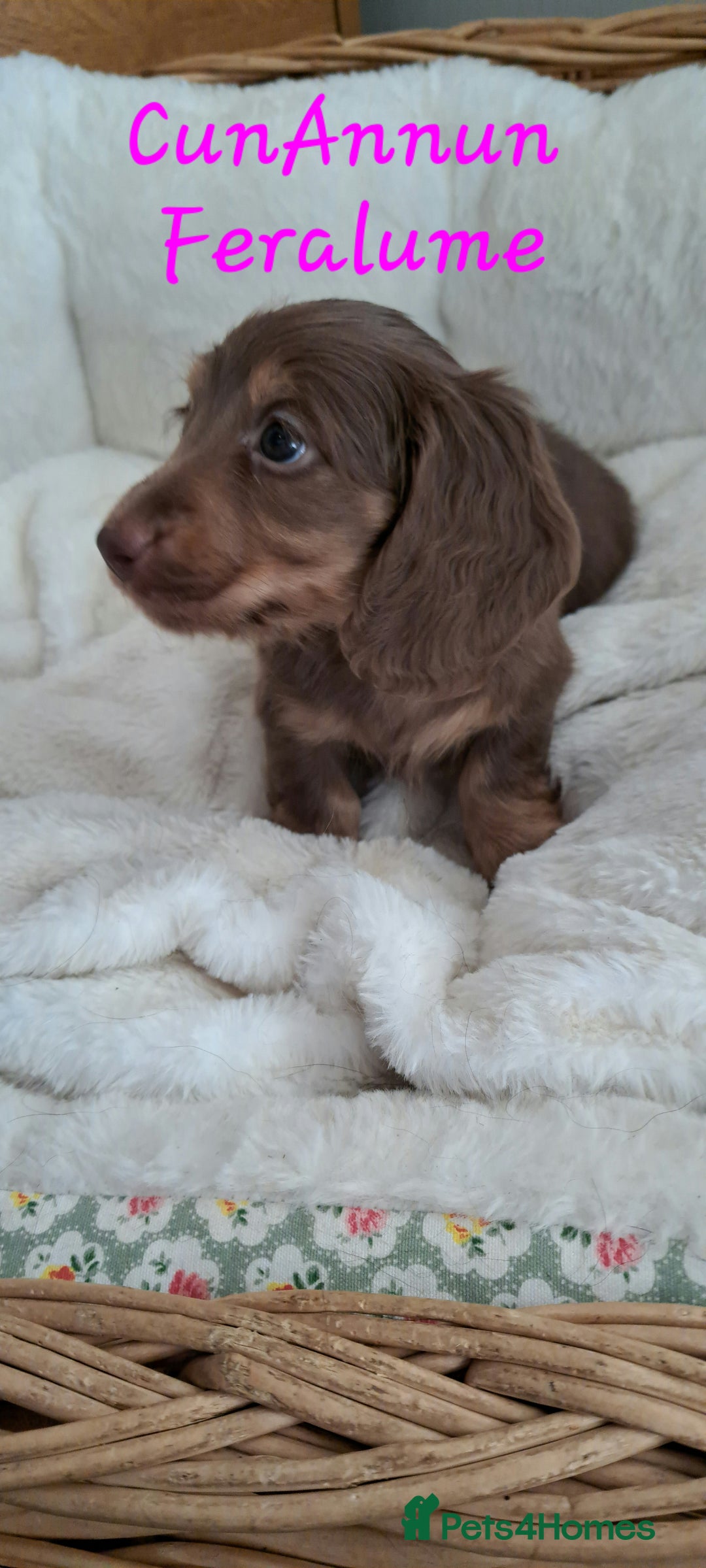 Miniature Dachshund dogs for sale: Kc. Healthtested Miniature Longhaired Dachshund - Advert 7