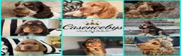 Cocker Spaniel dogs for sale: ❤️WAITING LISTS OPEN FOR DNA CLEAR SHOW SPANIELS - Advert 1