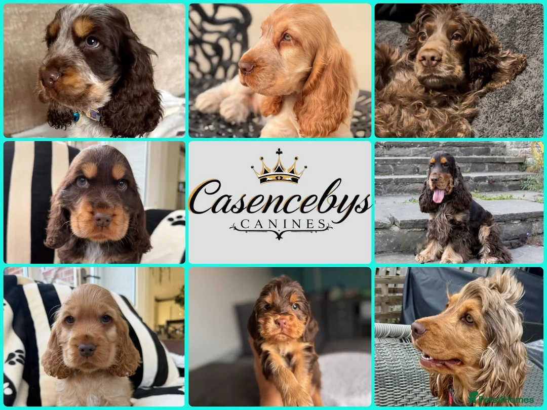 Cocker Spaniel dogs for sale: ❤️WAITING LISTS OPEN FOR DNA CLEAR SHOW SPANIELS - Advert 1
